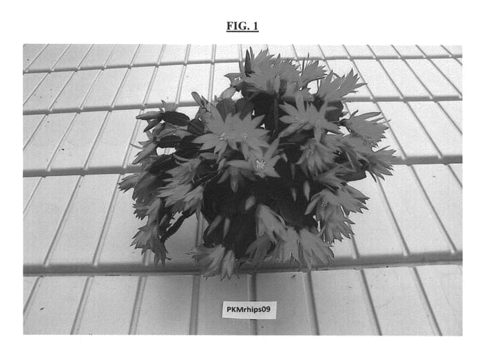 Figure 1 of US plant patent PP26473, the photograph of PKMRhips09 printed in the patent.