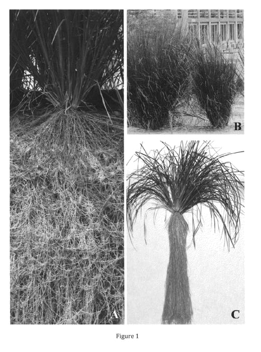 Figure 1 of US plant patent PP26474, the photograph of CIMAP-KH 40 printed in the patent.