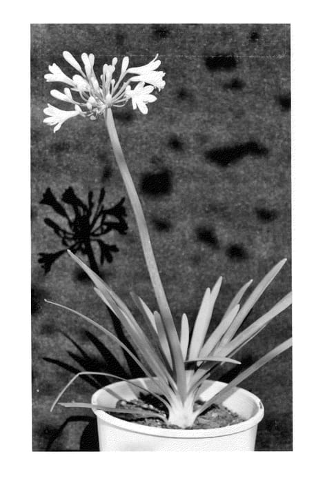 Figure 1 of US plant patent PP26475, the photograph of PMB011 printed in the patent.