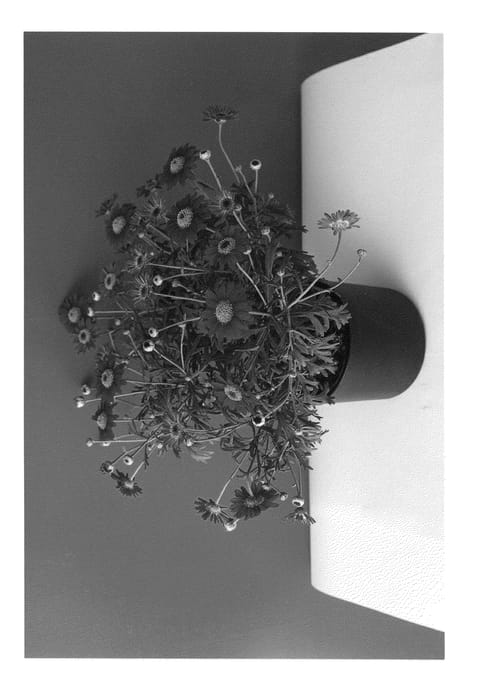 Figure 1 of US plant patent PP26477, the photograph of SUN 320 printed in the patent.