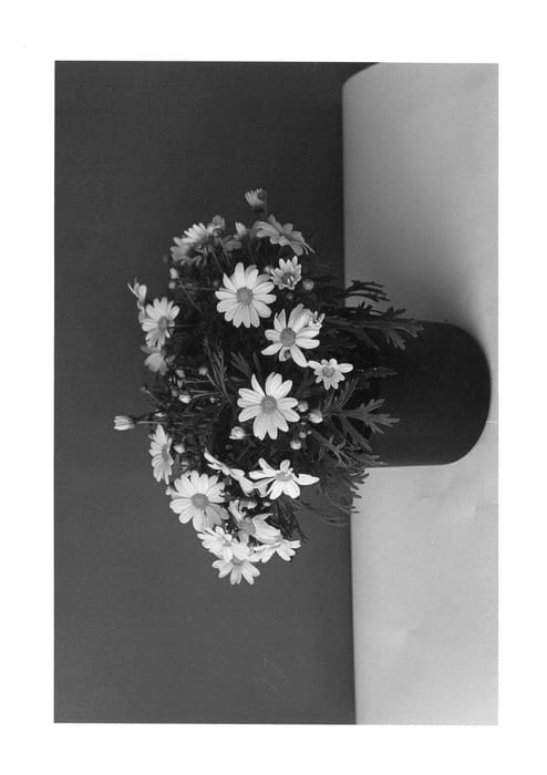 Figure 1 of US plant patent PP26478, the photograph of SUN 300 printed in the patent.