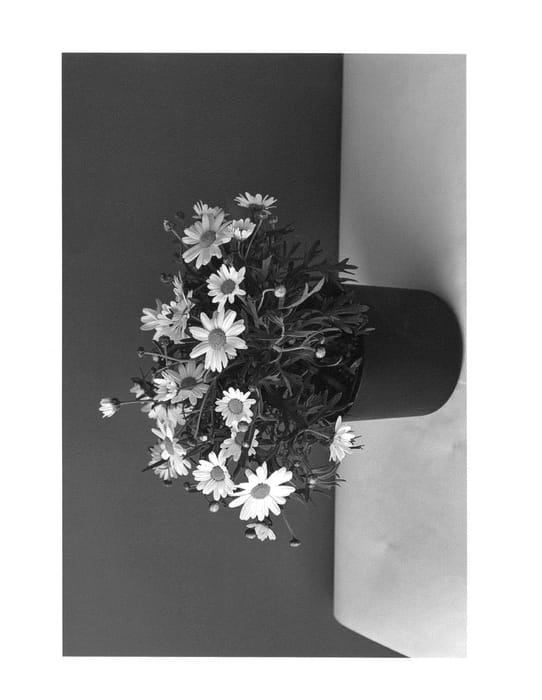 Figure 1 of US plant patent PP26479, the photograph of SUN 380 printed in the patent.