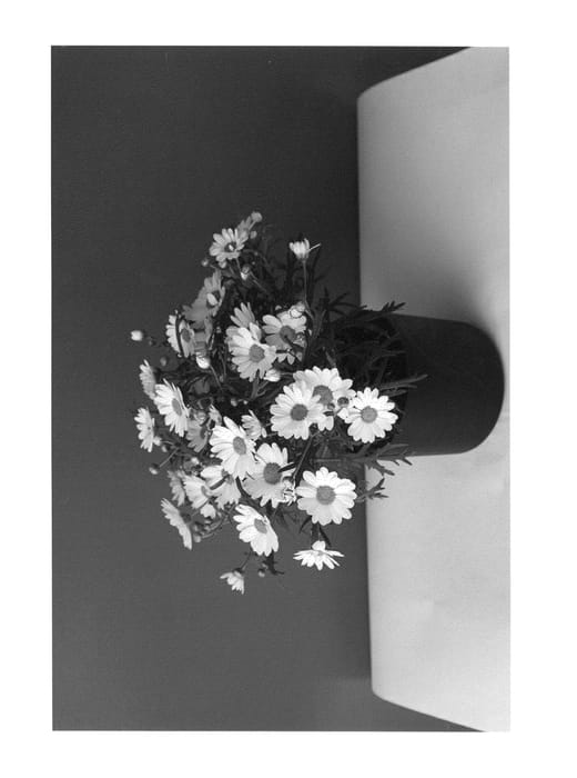 Figure 1 of US plant patent PP26480, the photograph of SUN 370 printed in the patent.