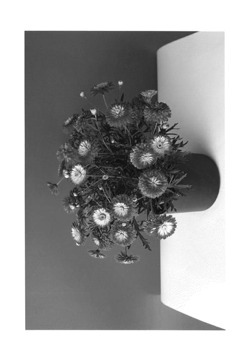 Figure 1 of US plant patent PP26481, the photograph of SUN 360 printed in the patent.