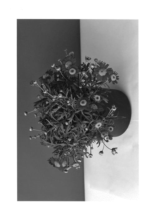 Figure 1 of US plant patent PP26482, the photograph of SUN 350 printed in the patent.