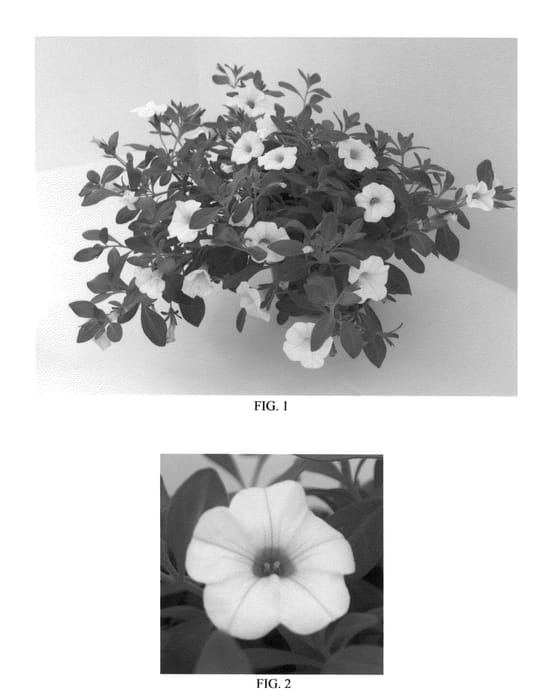 Figure 1 of US plant patent PP26483, the photograph of PAS1020307 printed in the patent.