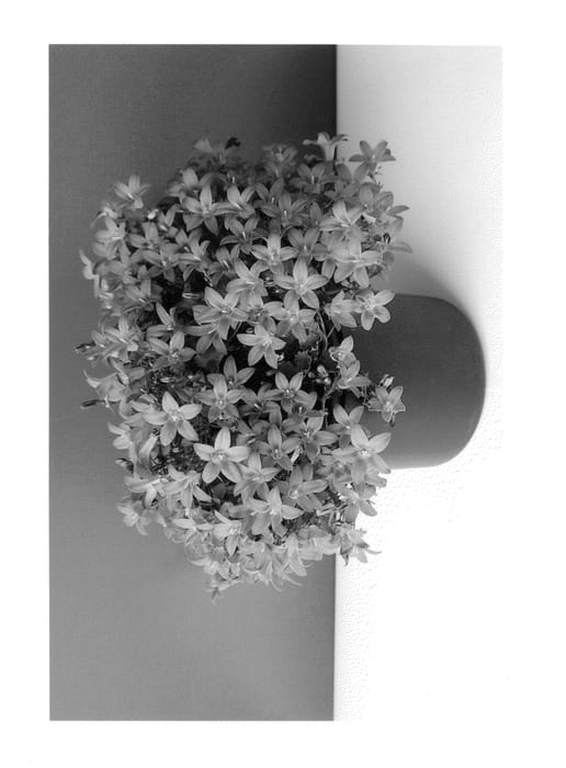 Figure 1 of US plant patent PP26484, the photograph of Bkpcmpjy printed in the patent.