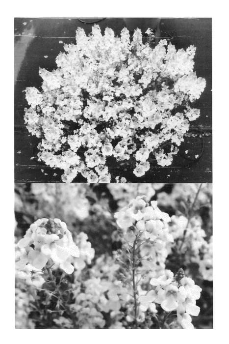 Figure 1 of US plant patent PP26485, the photograph of Sunjodi 042 printed in the patent.