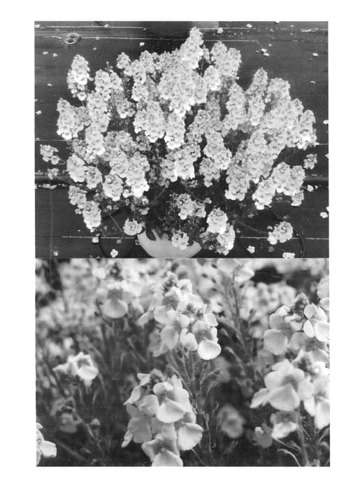 Figure 1 of US plant patent PP26486, the photograph of Sunjodi 045 printed in the patent.