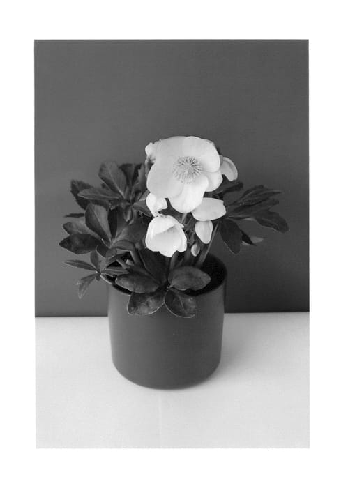 Figure 1 of US plant patent PP26487, the photograph of COSEH 3000 printed in the patent.