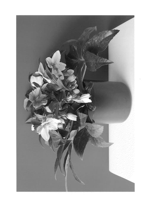 Figure 1 of US plant patent PP26488, the photograph of COSEH 3050 printed in the patent.