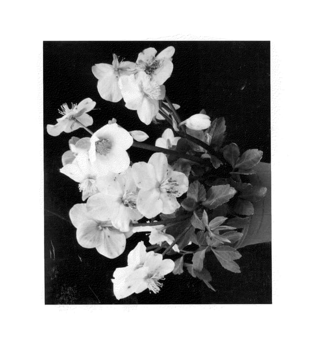 Figure 1 of US plant patent PP26489, the photograph of COSEH 3030 printed in the patent.