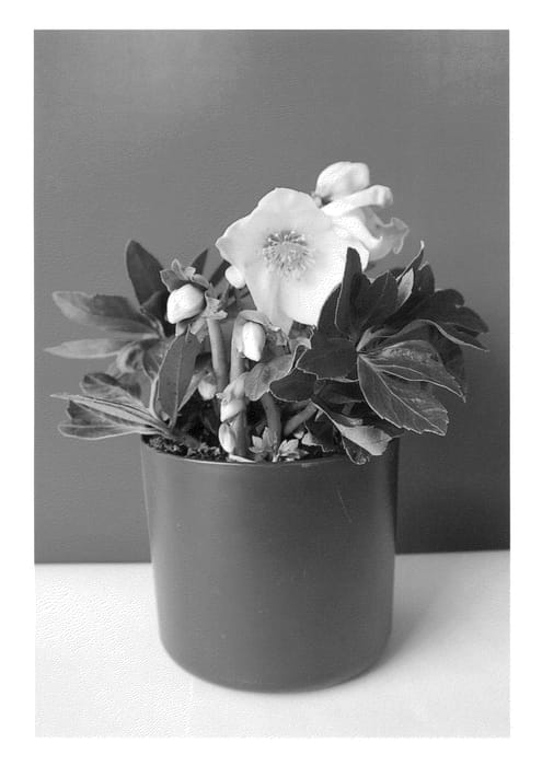 Figure 1 of US plant patent PP26490, the photograph of COSEH 3040 printed in the patent.
