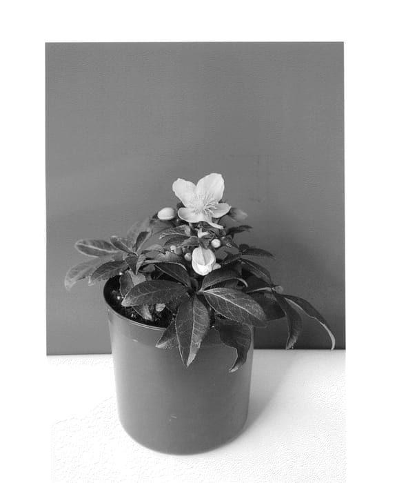 Figure 1 of US plant patent PP26491, the photograph of COSEH 3060 printed in the patent.