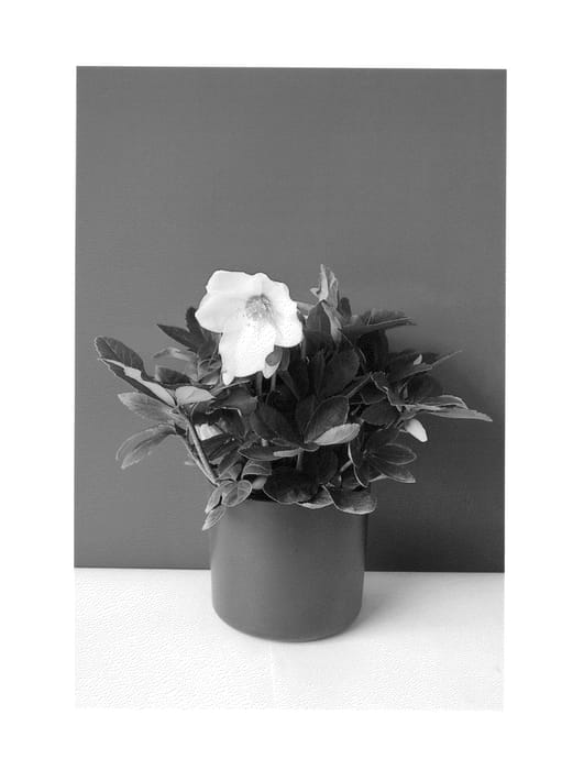 Figure 1 of US plant patent PP26492, the photograph of COSEH 3010 printed in the patent.