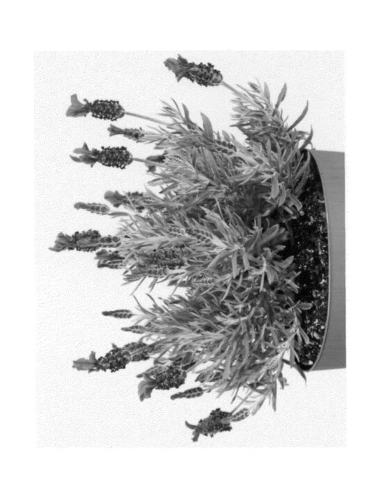 Figure 1 of US plant patent PP26493, the photograph of Anouk Deluxe 179 printed in the patent.