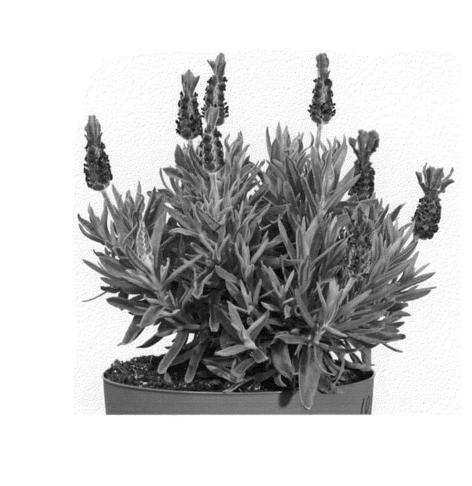 Figure 1 of US plant patent PP26494, the photograph of Anouk Deluxe 109 printed in the patent.