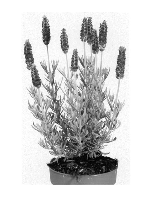 Figure 1 of US plant patent PP26495, the photograph of Anouk Deluxe 901 printed in the patent.