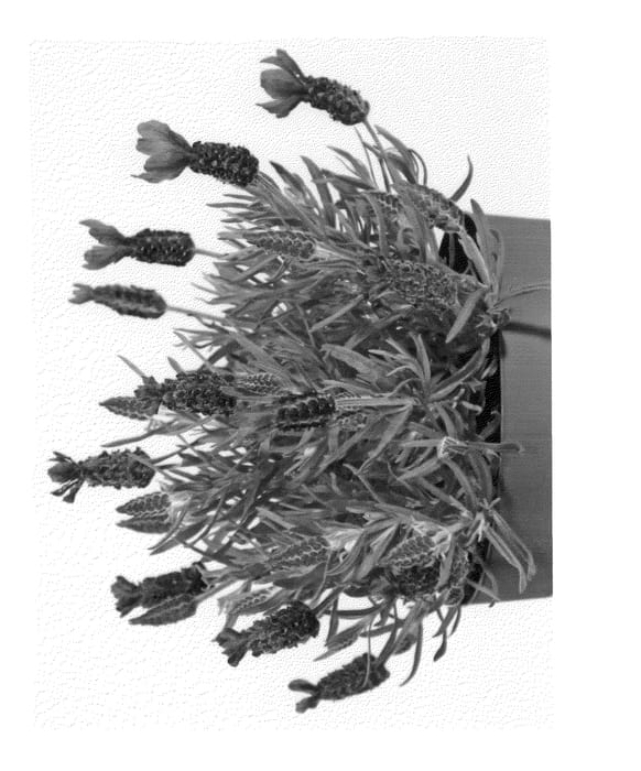 Figure 1 of US plant patent PP26496, the photograph of Anouk Deluxe 1956 printed in the patent.