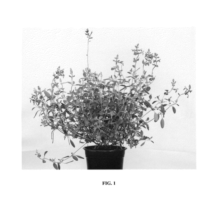 Figure 1 of US plant patent PP26497, the photograph of Blue Note printed in the patent.