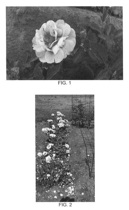 Figure 1 of US plant patent PP26498, the photograph of Sprolych printed in the patent.