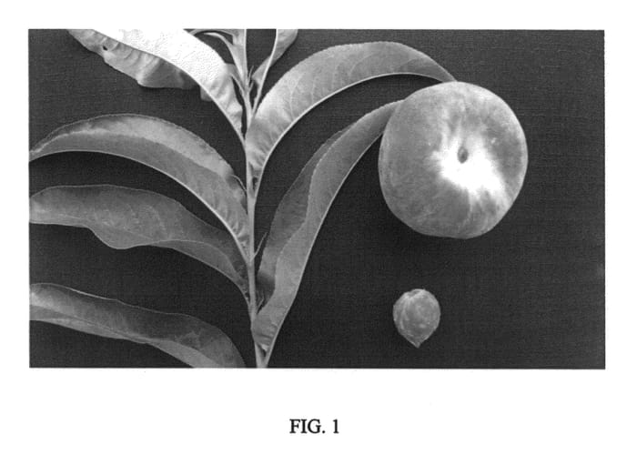 Figure 1 of US plant patent PP26499, the photograph of Alpine Delight printed in the patent.
