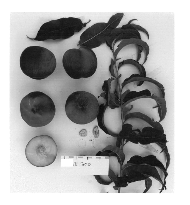 Figure 1 of US plant patent PP26500, the photograph of Supechtwenty printed in the patent.