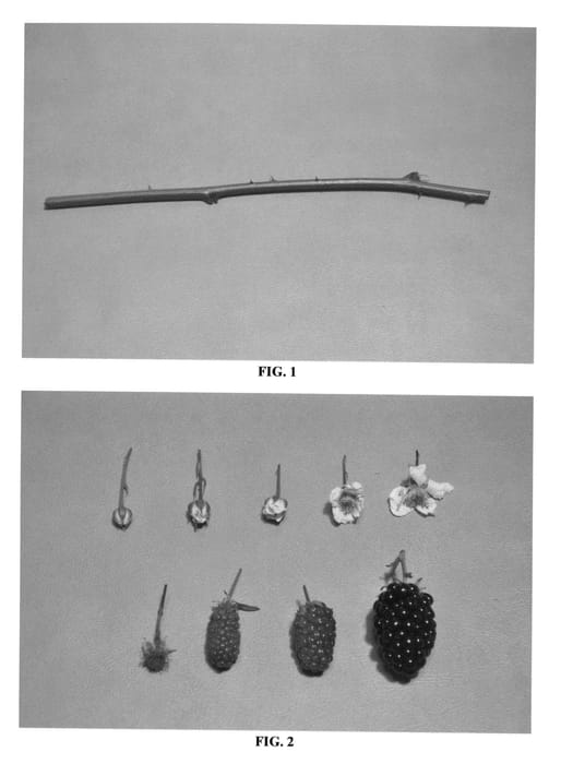Figure 1 of US plant patent PP26501, the photograph of DrisBlackEight printed in the patent.
