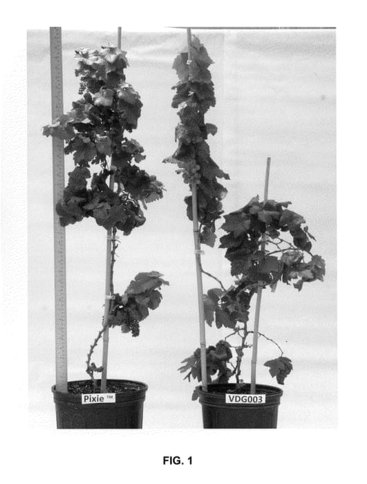 Figure 1 of US plant patent PP26502, the photograph of VDG003 printed in the patent.
