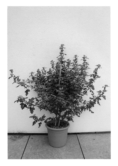 Figure 1 of US plant patent PP26503, the photograph of Oostanique printed in the patent.
