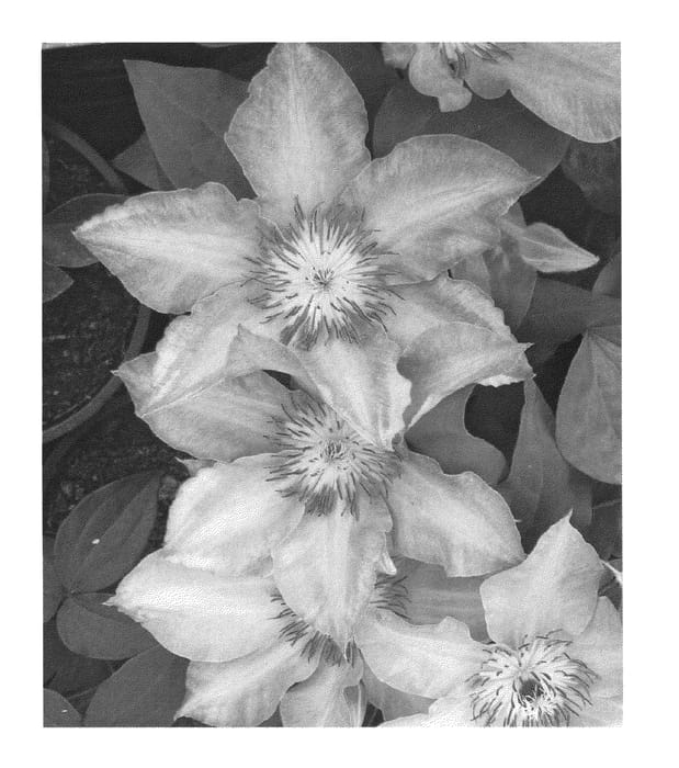 Figure 1 of US plant patent PP26504, the photograph of Misty printed in the patent.