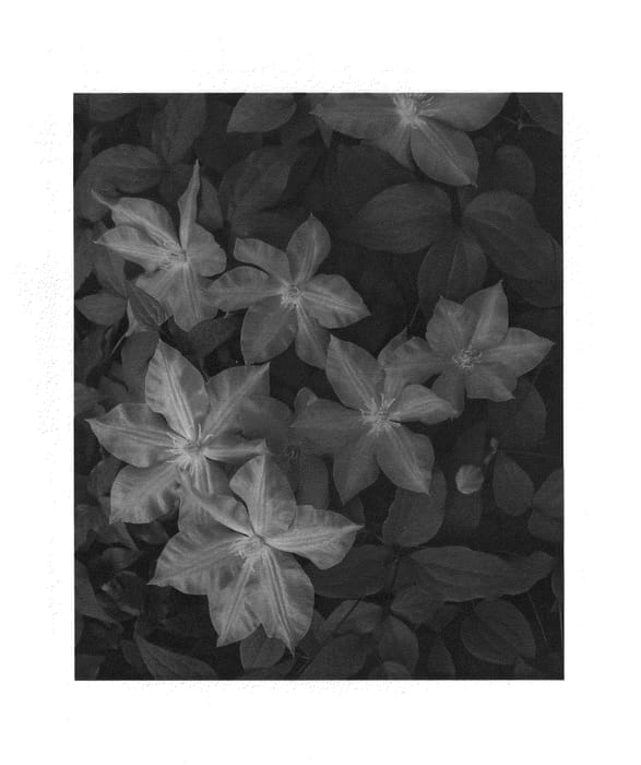 Figure 1 of US plant patent PP26505, the photograph of Blue Jeanne printed in the patent.