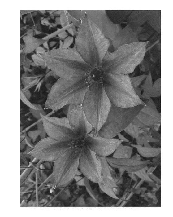 Figure 1 of US plant patent PP26506, the photograph of Passion Plum printed in the patent.