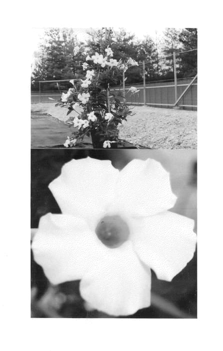Figure 1 of US plant patent PP26507, the photograph of Sunparapreho printed in the patent.