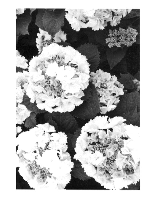 Figure 1 of US plant patent PP26508, the photograph of H212905 printed in the patent.