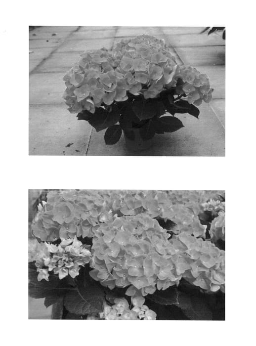 Figure 1 of US plant patent PP26509, the photograph of H213906 printed in the patent.