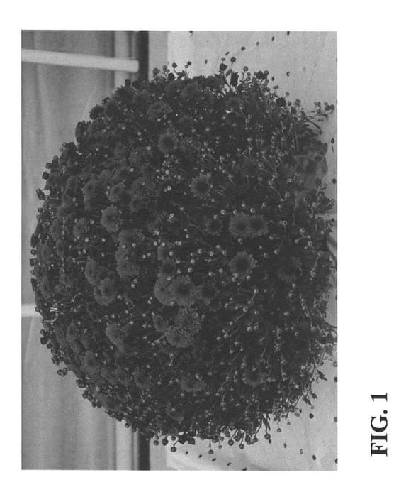 Figure 1 of US plant patent PP26511, the photograph of Zanmupizza printed in the patent.