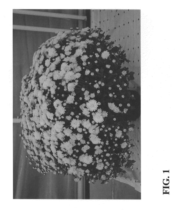 Figure 1 of US plant patent PP26512, the photograph of Zanmukatyel printed in the patent.