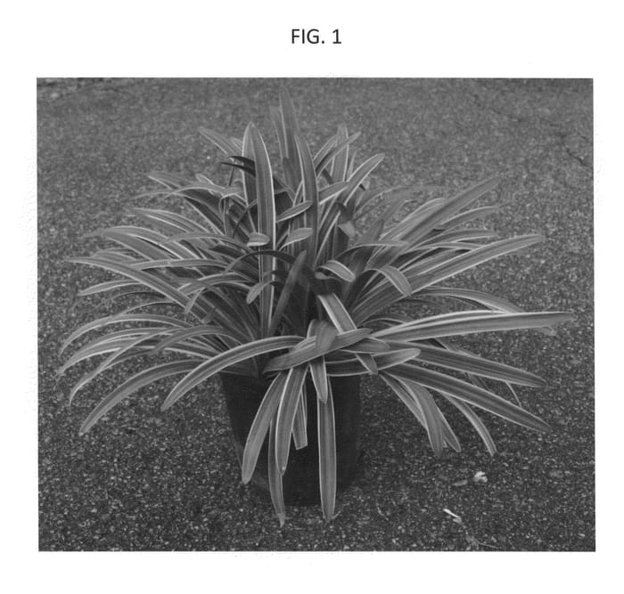 Figure 1 of US plant patent PP26513, the photograph of MP01 printed in the patent.