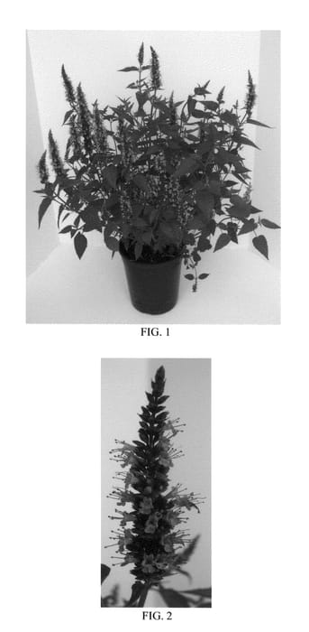 Figure 1 of US plant patent PP26514, the photograph of Little Adder printed in the patent.