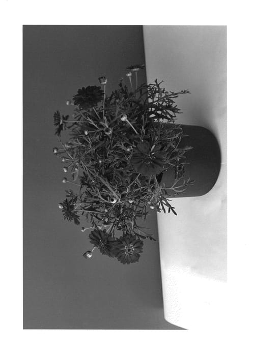 Figure 1 of US plant patent PP26515, the photograph of SUN 340 printed in the patent.