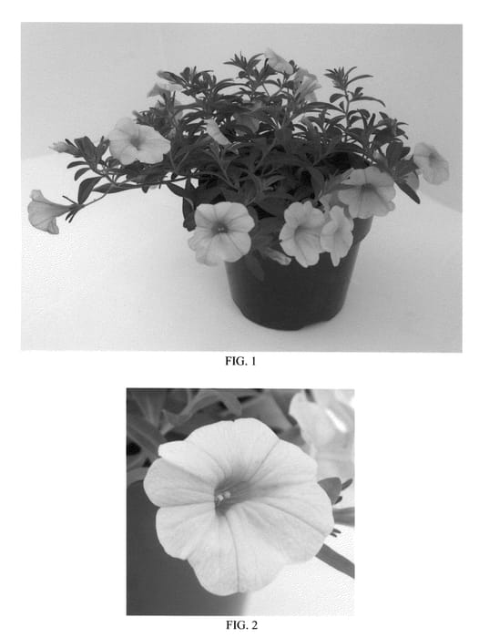 Figure 1 of US plant patent PP26516, the photograph of PAS1020308 printed in the patent.