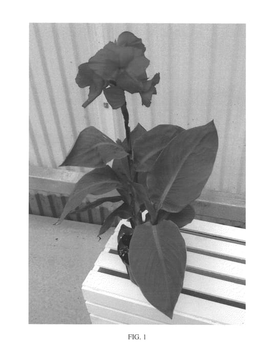 Figure 1 of US plant patent PP26517, the photograph of Fire Dragon printed in the patent.