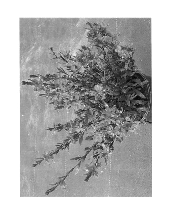 Figure 1 of US plant patent PP26518, the photograph of Florgaure printed in the patent.