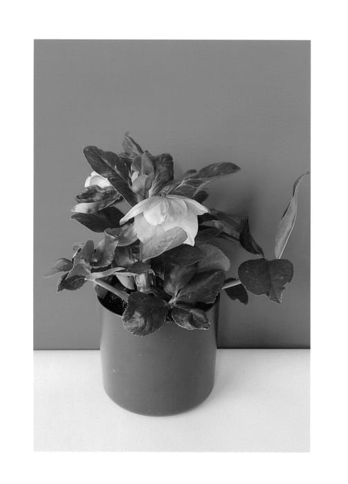 Figure 1 of US plant patent PP26519, the photograph of COSEH 1080 printed in the patent.