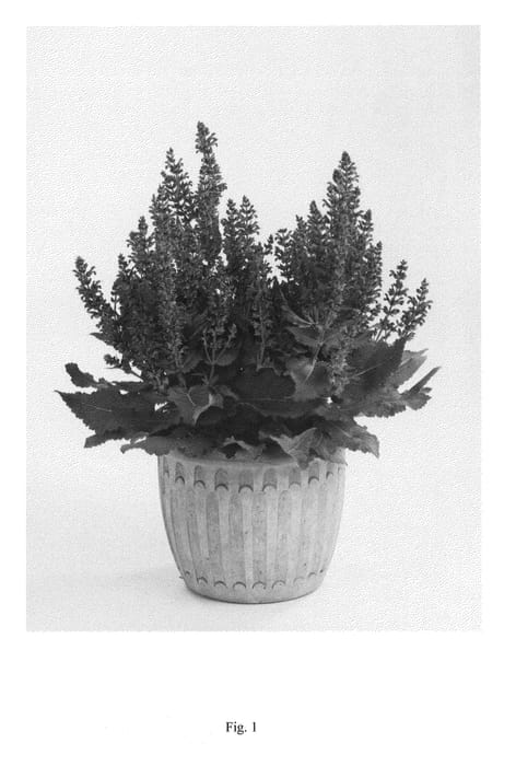 Figure 1 of US plant patent PP26520, the photograph of DSALRS203 printed in the patent.