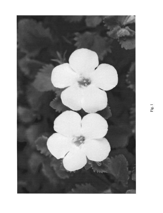 Figure 1 of US plant patent PP26521, the photograph of DANCOP102 printed in the patent.
