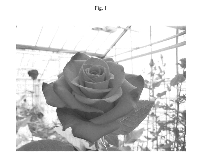 Figure 1 of US plant patent PP26522, the photograph of SPESALLE printed in the patent.