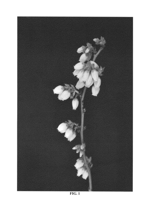 Figure 1 of US plant patent PP26523, the photograph of FL98-325 printed in the patent.