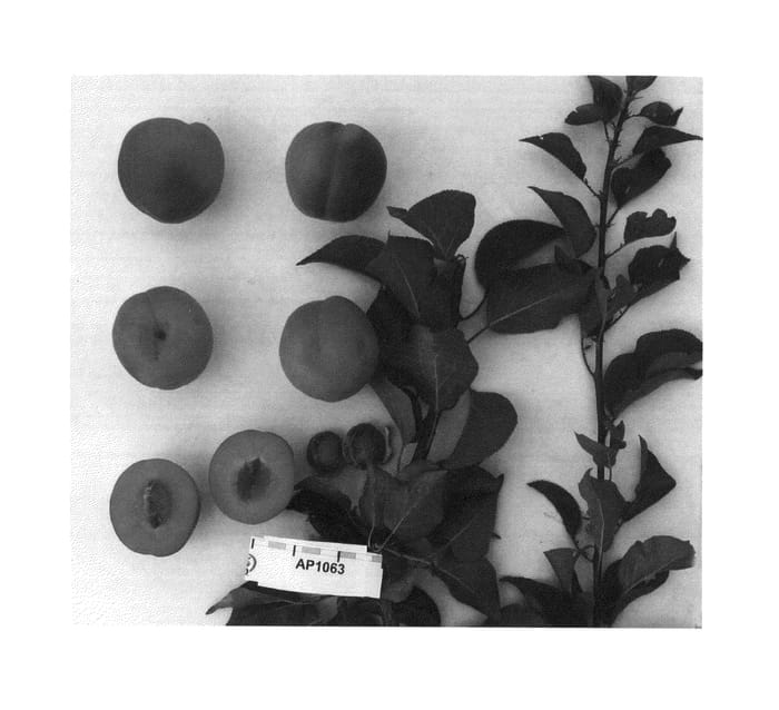 Figure 1 of US plant patent PP26524, the photograph of Suapritwelve printed in the patent.